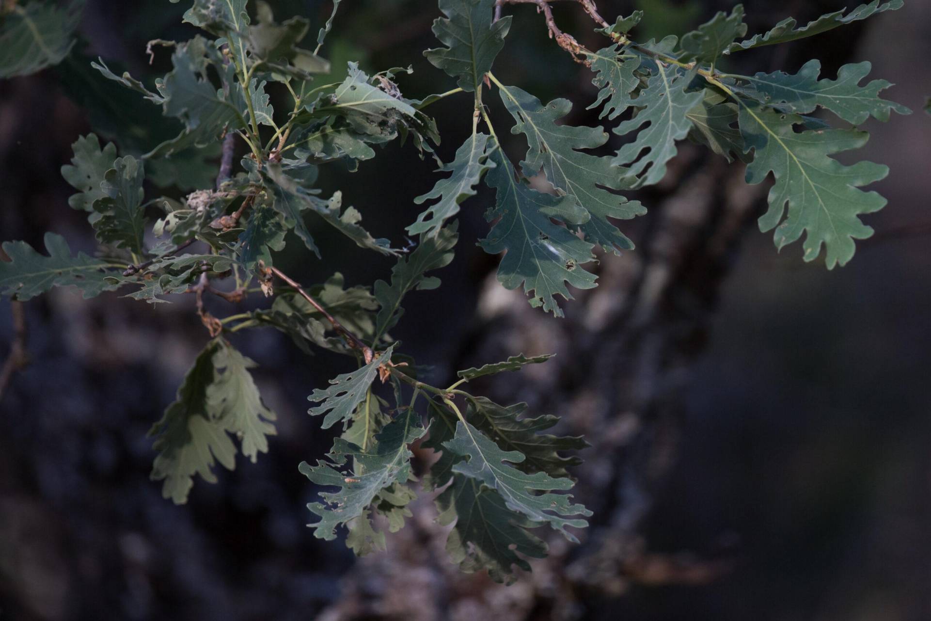 Photo - Feuilles de chêne