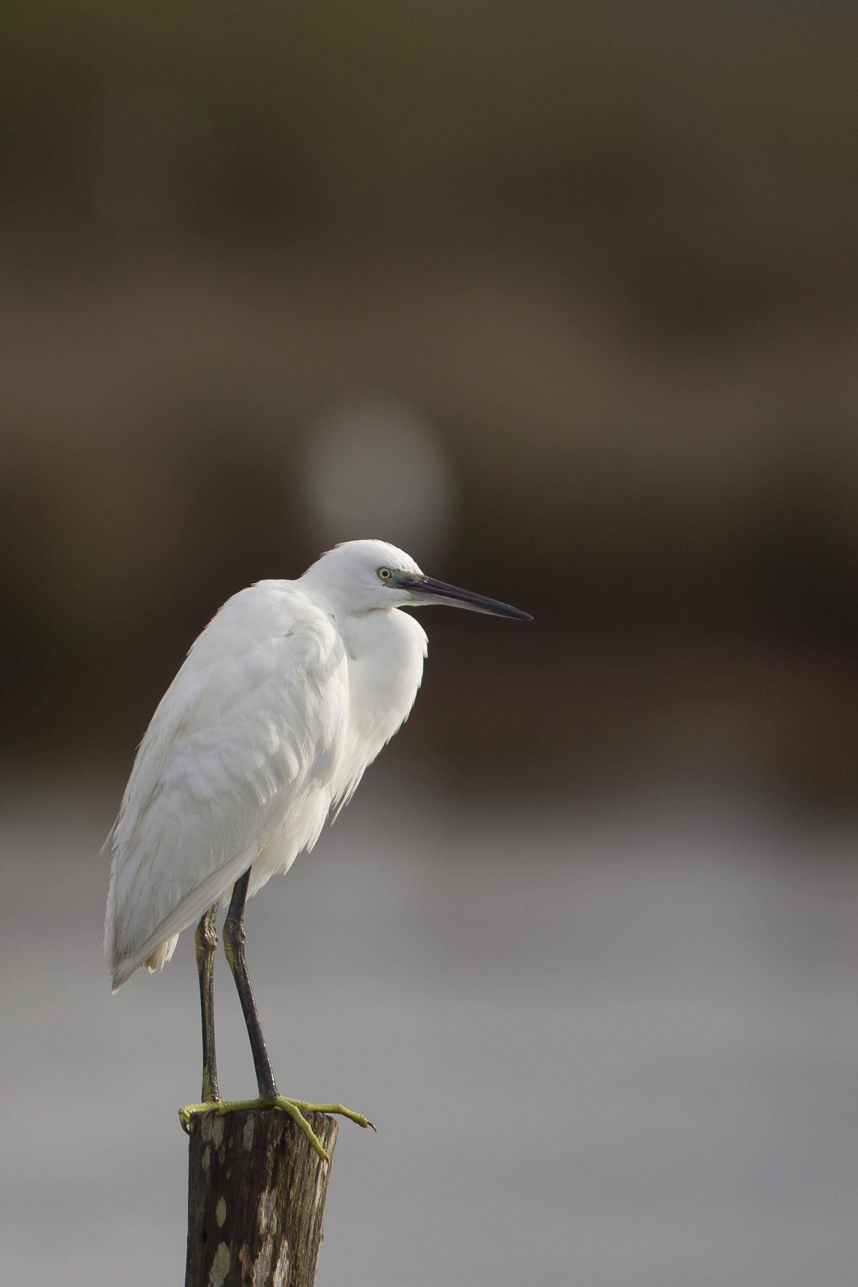 Photo - Aigrette garzette