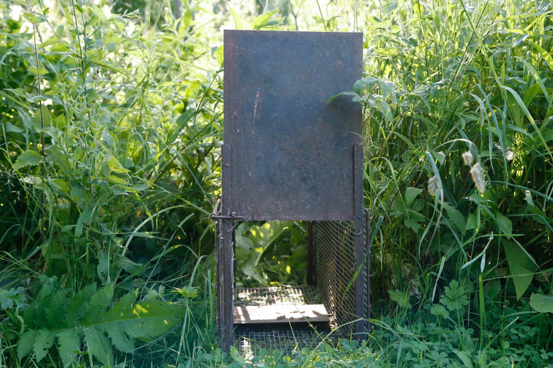 Photo - Piégeage