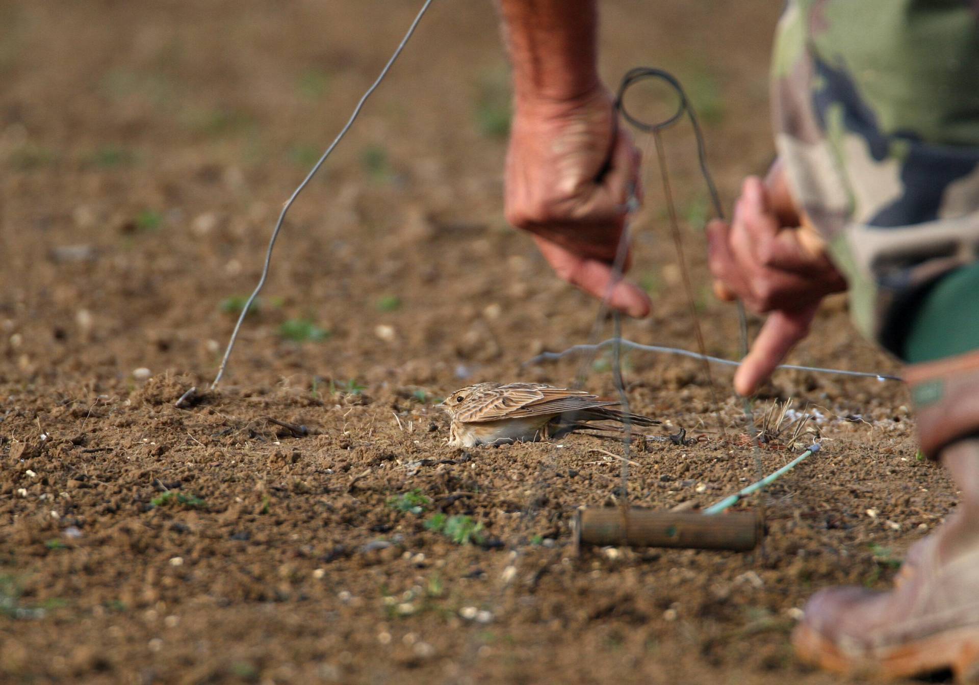 Photo - Chasse à l'alouette