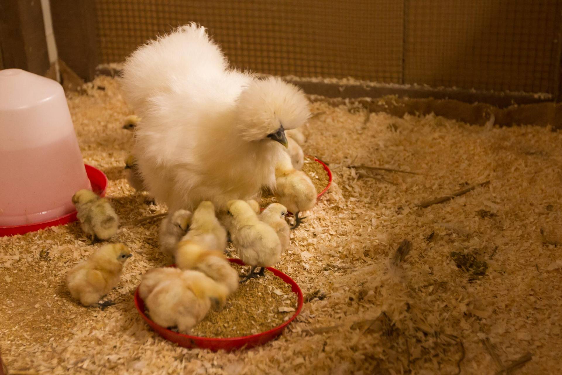 Photo - Poule soie