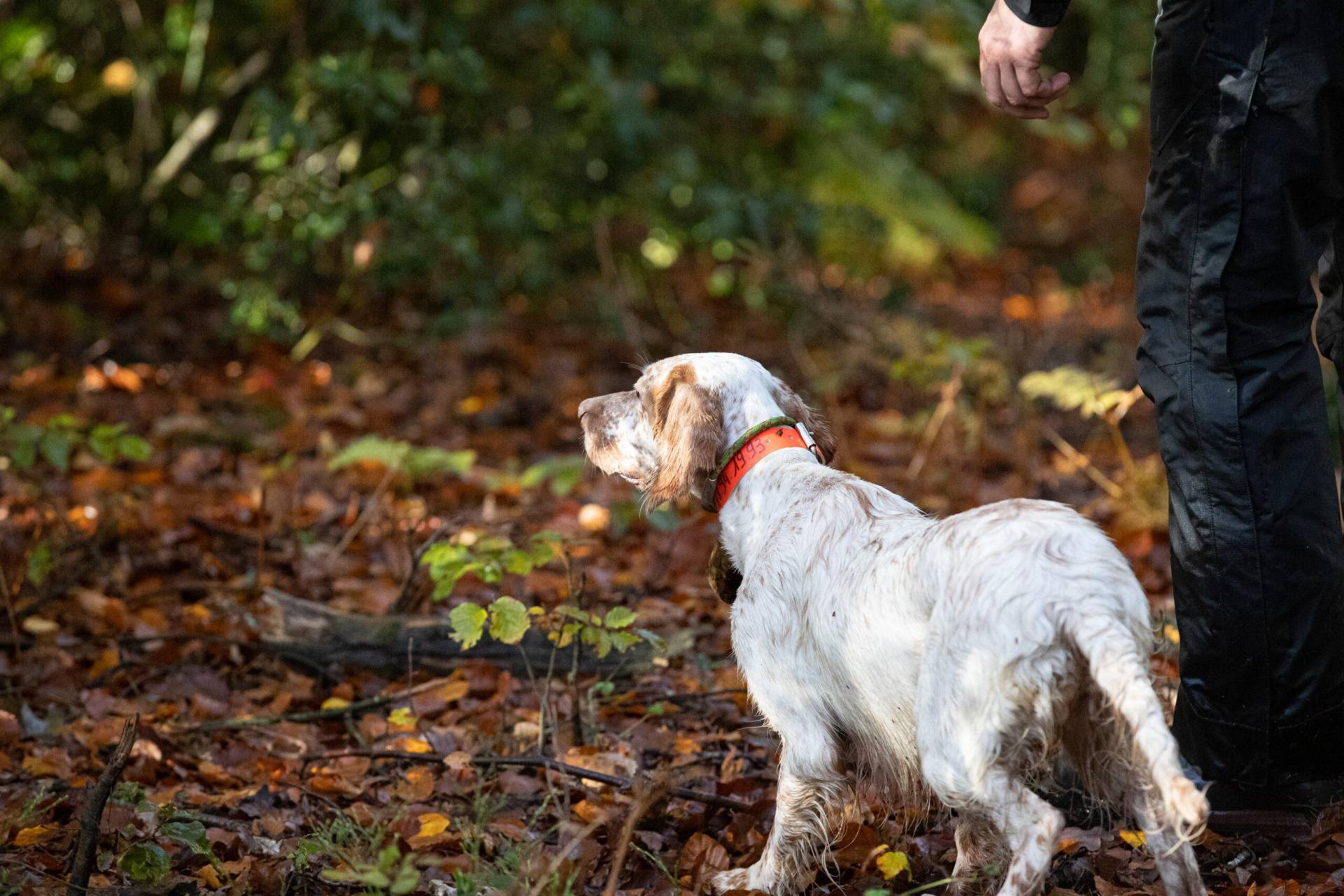 Photo - Chien à l'arrêt