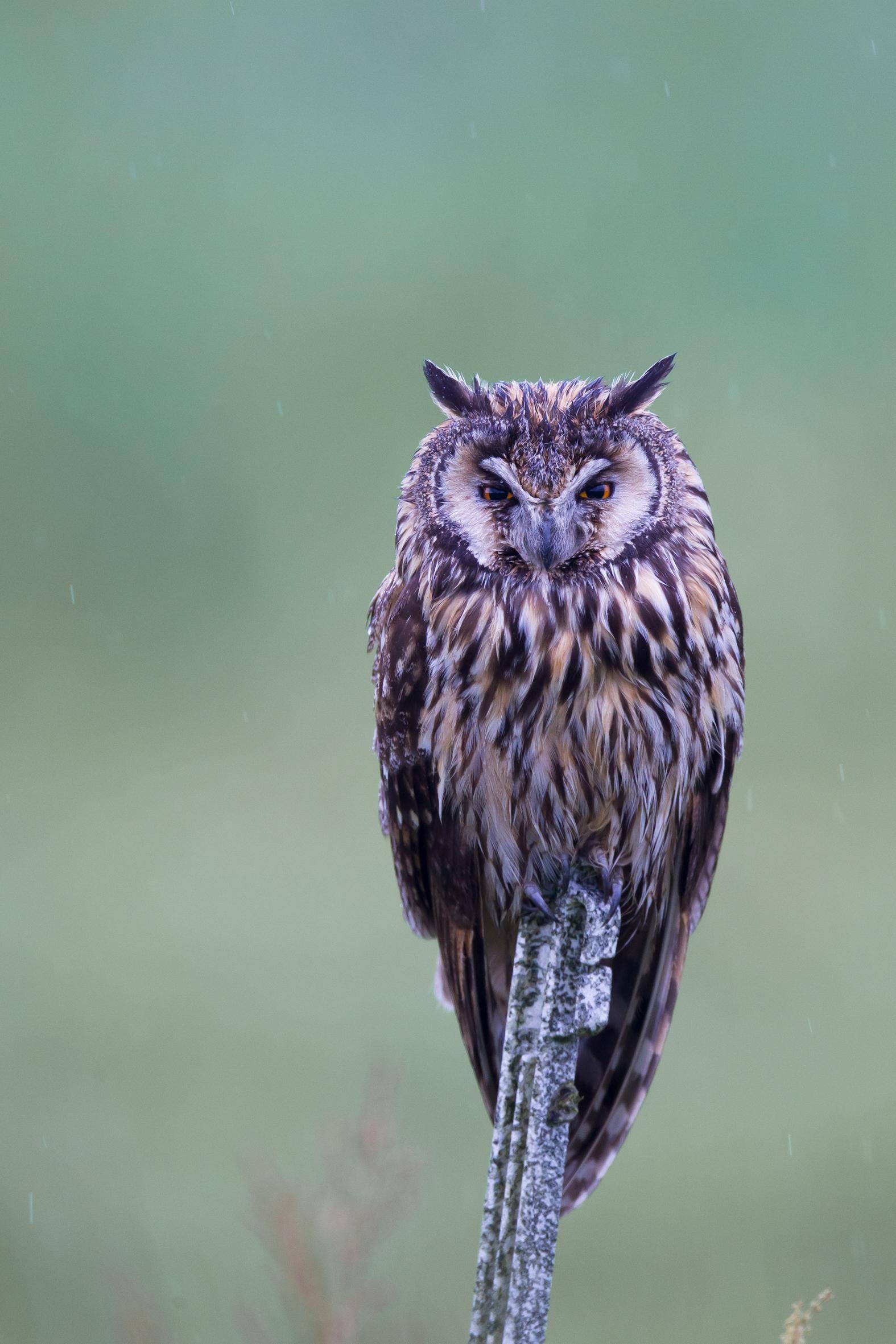 Photo - Hibou moyen duc