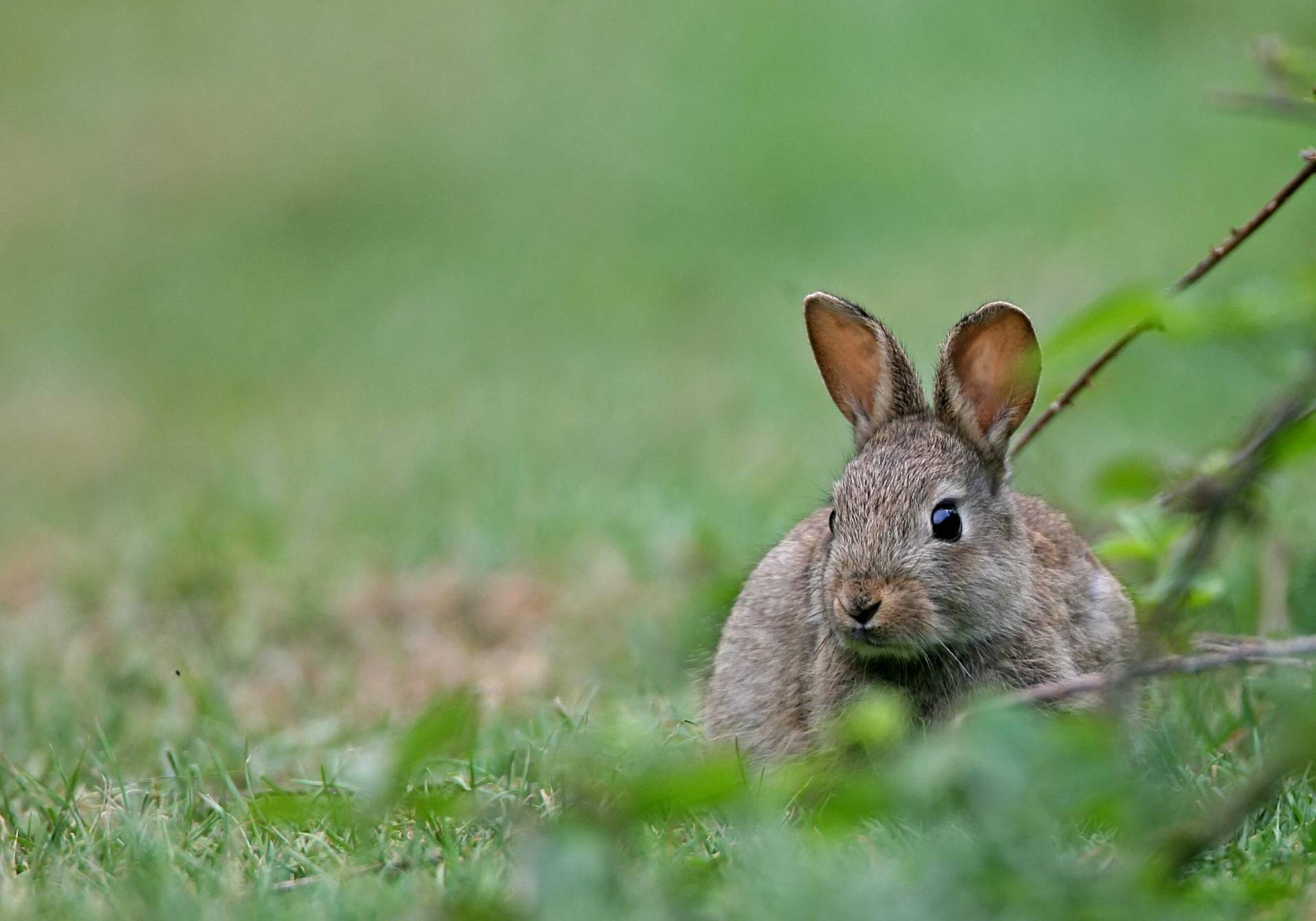 Photo - Lapin