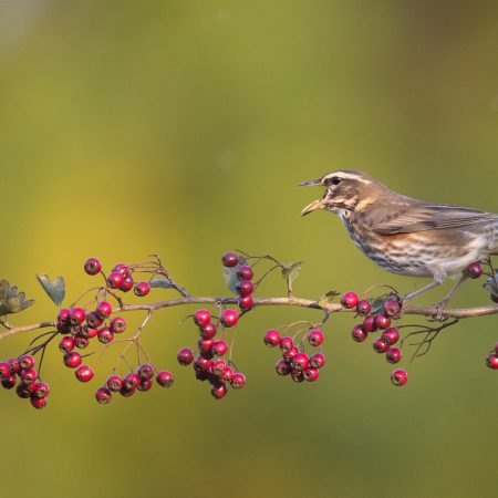 Les haies & biodiversité