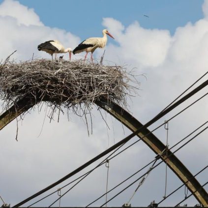 Des Nids de Cigognes sur les Caténaires : Un Défi pour la Sécurité et la Biodiversité