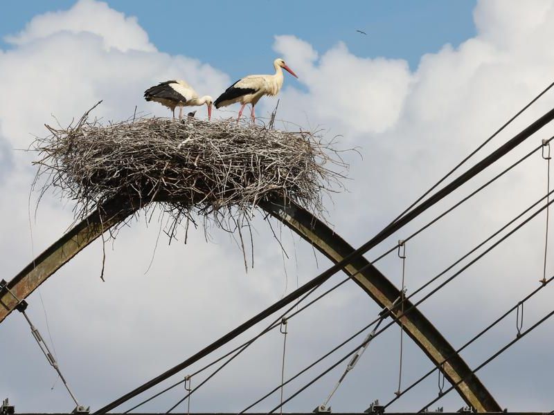 Des Nids de Cigognes sur les Caténaires : Un Défi pour la Sécurité et la Biodiversité