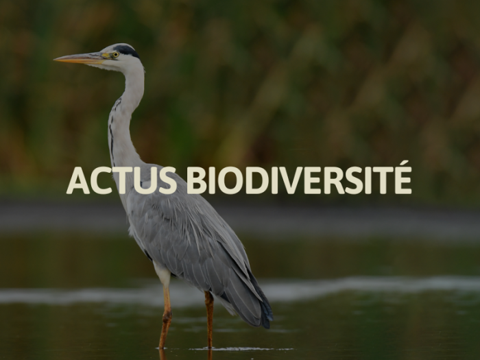 Actus biodiversité landes