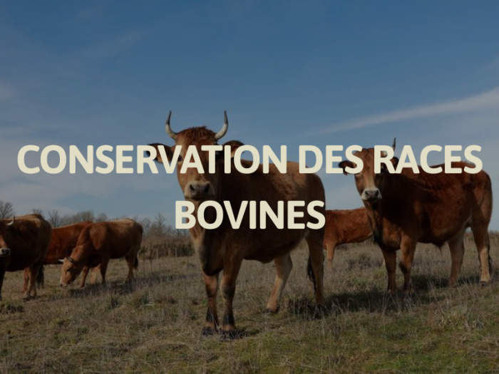 Conservation des races bovines