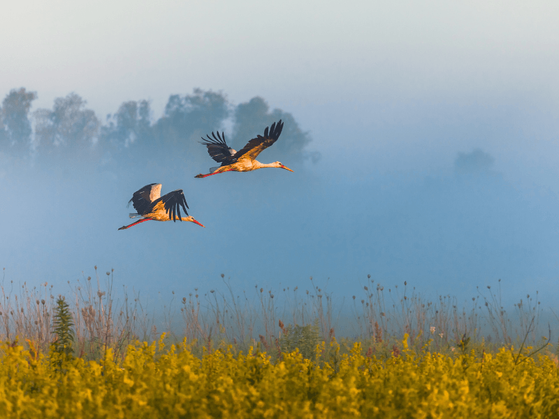 Cigognes des barthes des landes