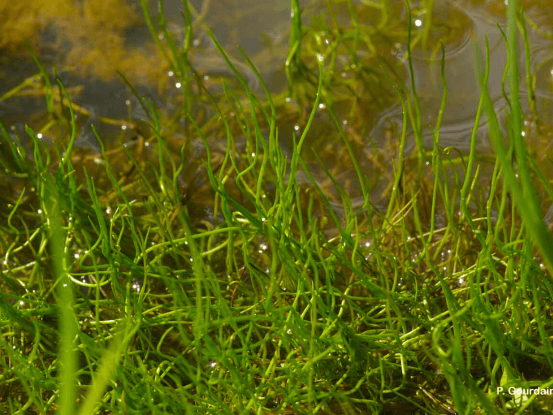 Pilulaire globuleuse (Pilularia globulifera)