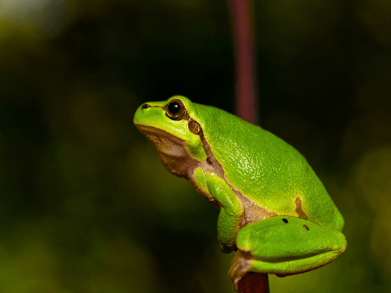 rainette verte landes