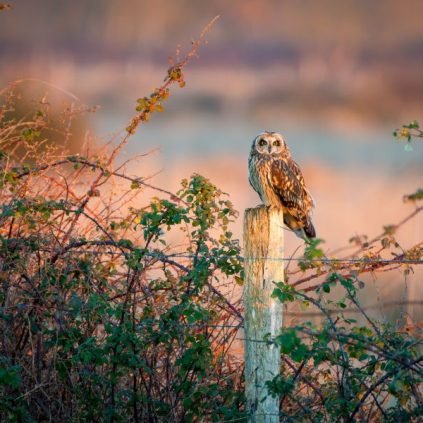 Hibou des marais landes