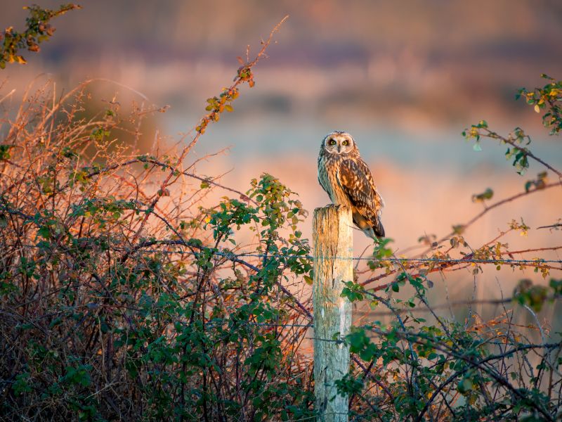 Hibou des marais landes