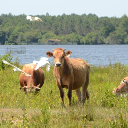 Landes les vaches marines au service de la biodiversité