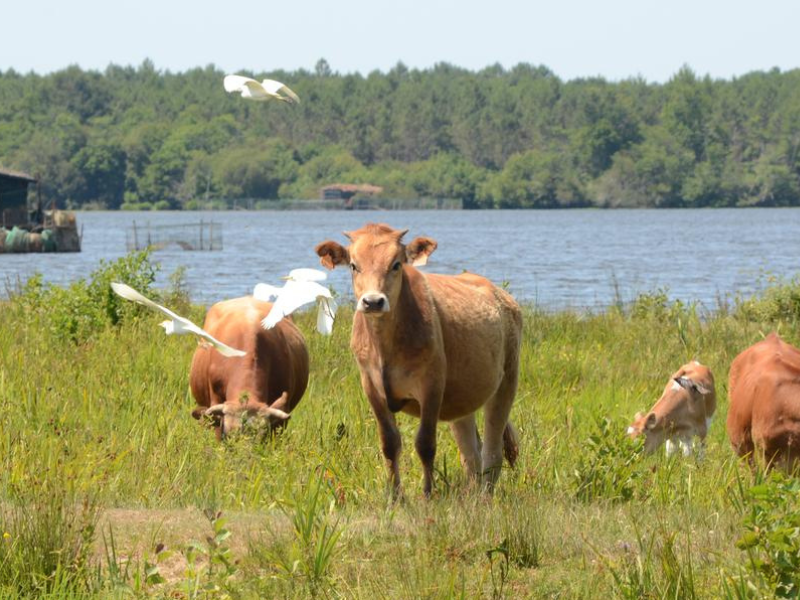 Landes les vaches marines au service de la biodiversité