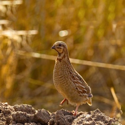Ouverture de la chasse à la caille des blés – Samedi 30 août