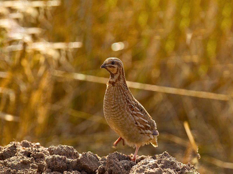 Ouverture de la chasse à la caille des blés – Samedi 30 août