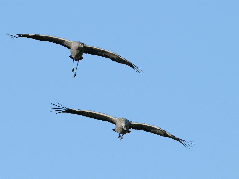 Grue cendrée Landes