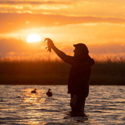 fermeture de la chasse au gibier d’eau et aux migrateurs 2026