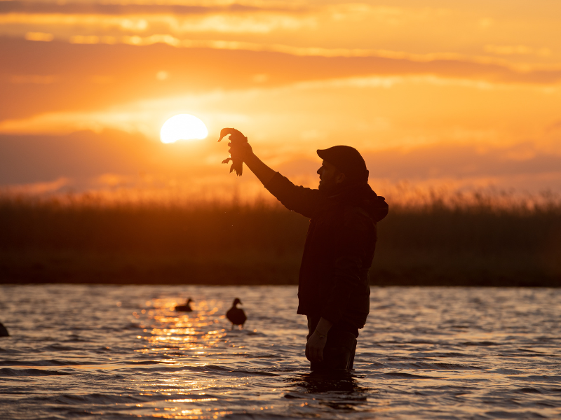 fermeture de la chasse au gibier d’eau et aux migrateurs 2026